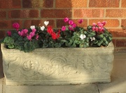 16th Sep 2013 - Cyclamen by the front door.