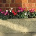 Cyclamen by the front door. by foxes37