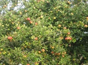23rd Sep 2013 - Bumper crop of apples in next door's garden. 