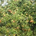 Bumper crop of apples in next door's garden.  by foxes37