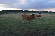22nd May 2013 - Marshland Cattle