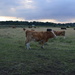 Marshland Cattle by motorsports