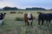 23rd May 2013 - Marshland Cattle 2