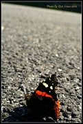 7th Sep 2010 - Butterfly In Space
