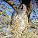Verreaux's Eagle-Owl by judithdeacon