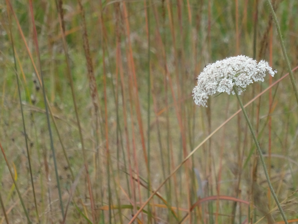 Day 123 Queen Anne's Lace by rminer