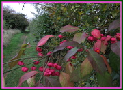 5th Oct 2013 - The spindle tree