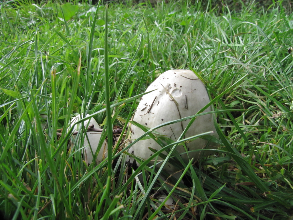 mushrooms by busylady
