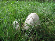 5th Oct 2013 - mushrooms