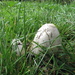 mushrooms by busylady