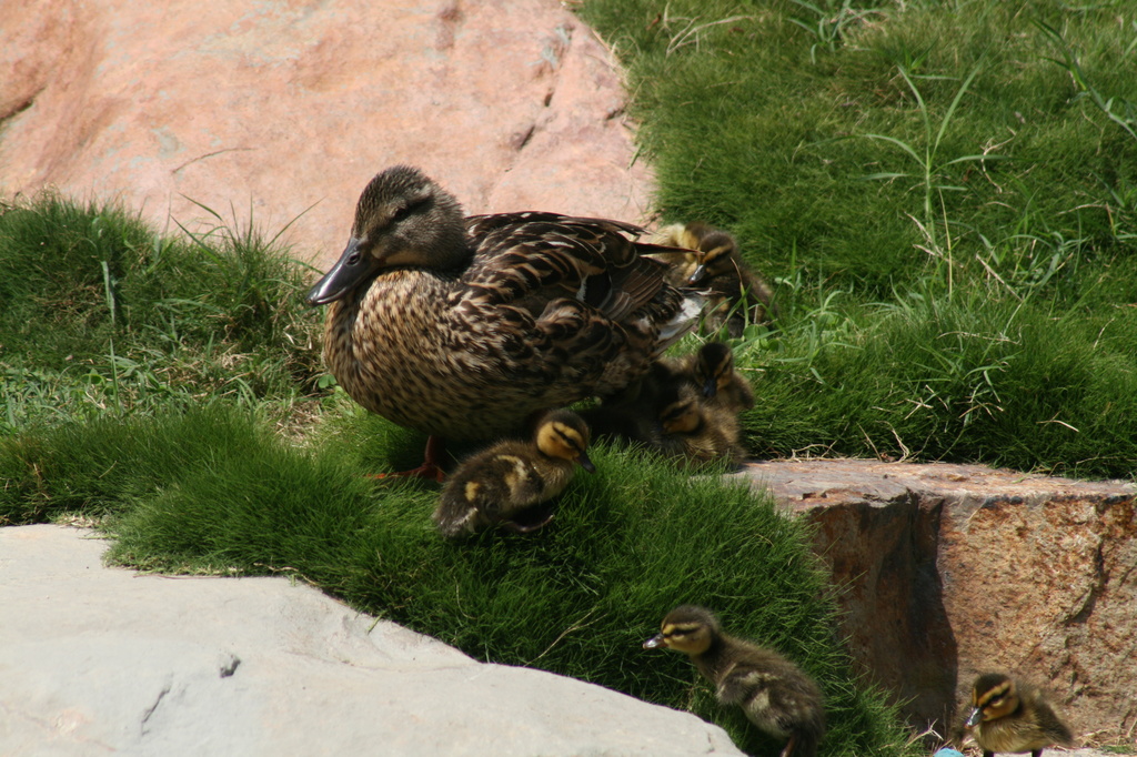 Duck Family by kerristephens
