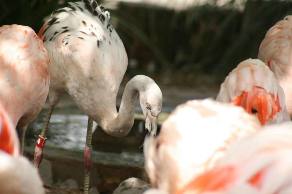 Baby Flamingo by kerristephens