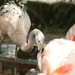 Baby Flamingo by kerristephens
