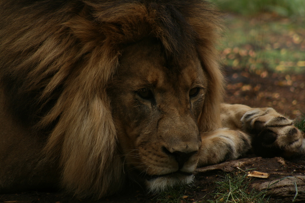 Sleepy Lion by kerristephens