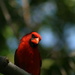 Cardinal by kerristephens