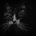 Cat's Whiskers by jesperani