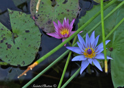 5th Oct 2013 - Flower on a 'water lilly'