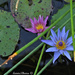 Flower on a 'water lilly' by stcyr1up
