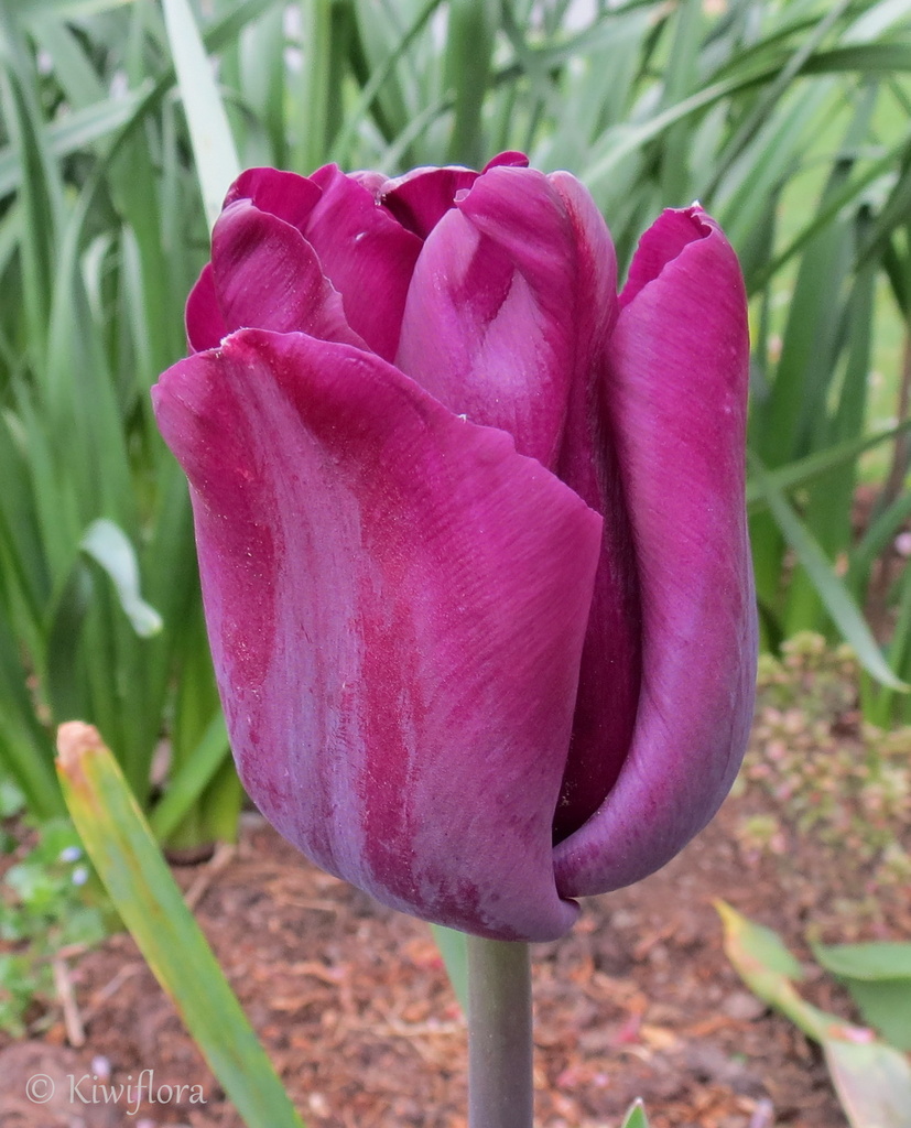 Tulip by kiwiflora