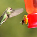 Hummingbird Wannabe by cjwhite