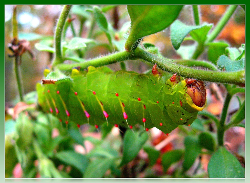 Luna Moth Caterpillar by olivetreeann