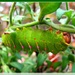 Luna Moth Caterpillar by olivetreeann