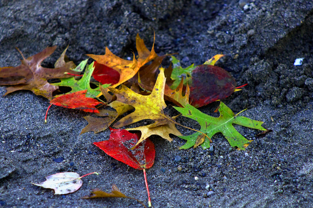 Autumn Leaves by nanderson