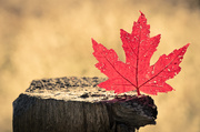 5th Oct 2013 - O Maple Leaf...