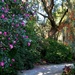Magnolia Gardens, Charleston, SC   by congaree