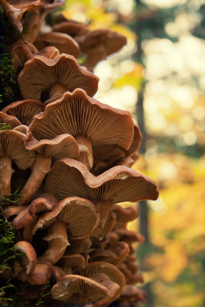 Fabulous Fungi by pdulis