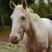 Blue-eyed Horse by lynne5477