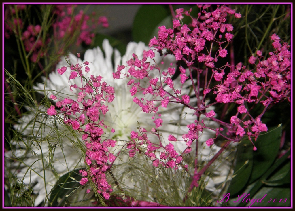 Pink & white ! by beryl
