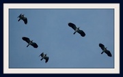 3rd Oct 2013 - 6th October 2013 Lapwing Flypast