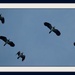 6th October 2013 Lapwing Flypast by pamknowler