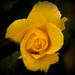 Yellow rose by tracybeautychick