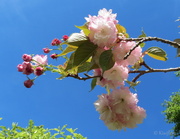 7th Oct 2013 - Prunus 'Shimidsu Sakura'