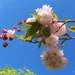 Prunus 'Shimidsu Sakura' by kiwiflora