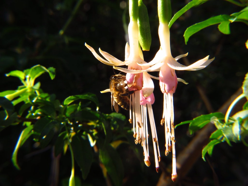 Fuchsia bee by alia_801