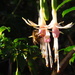 Fuchsia bee by alia_801
