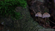 6th Oct 2013 - Moss & Mushrooms