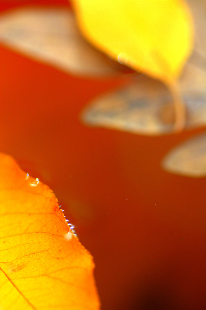 autumnal orange by vankrey