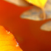 autumnal orange by vankrey
