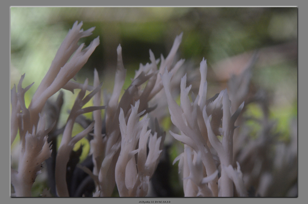 Coral Fungi by byrdlip