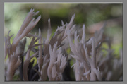 6th Oct 2013 - Coral Fungi
