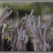 Coral Fungi by byrdlip