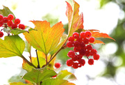 5th Oct 2013 - Red Berries