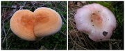 6th Oct 2013 - Some more of  fungus