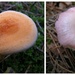 Some more of  fungus by pyrrhula