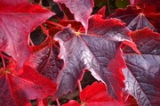 7th Oct 2013 - Leaves of Fire