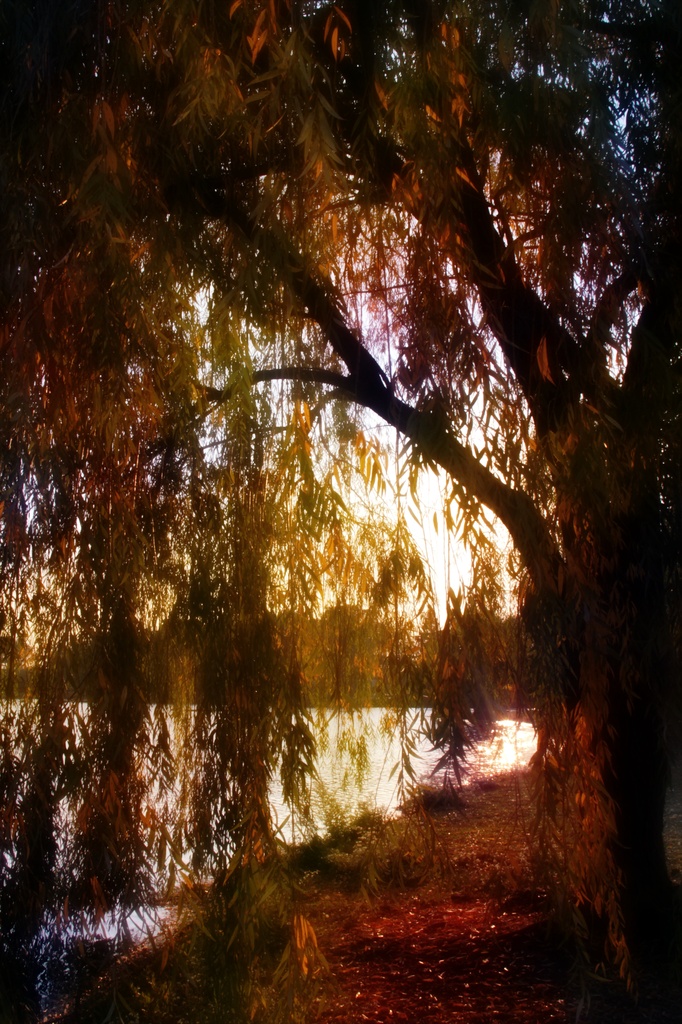 Through The Willow by digitalrn